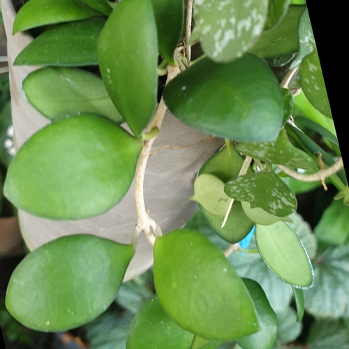 Hoya heuschkeliana Kloppenb. 4