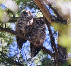 Strix occidentalis lucida