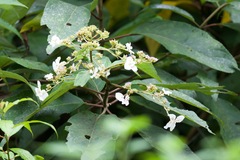 Hydrangea aspera