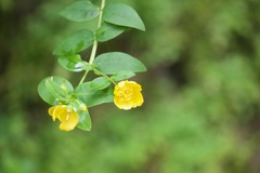 Hypericum uralum