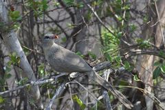 Taccocua leschenaultii