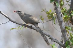 Taccocua leschenaultii