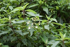 Hydrangea aspera