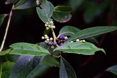 Gaultheria fragrantissima