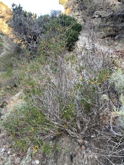 Salvia brandegeei