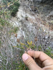 Salvia brandegeei