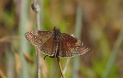 Erynnis baptisiae