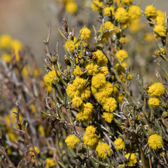 Acacia continua