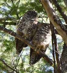 Strix occidentalis lucida