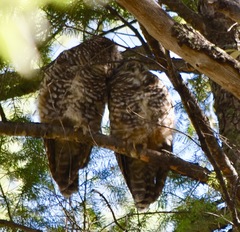 Strix occidentalis lucida