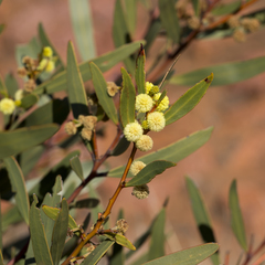 Acacia notabilis