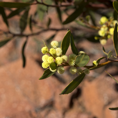 Acacia notabilis