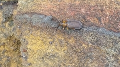 Poneridia semipullata