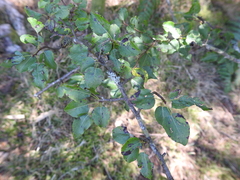 Pyrus cordata