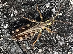 Melanoplus sanguinipes