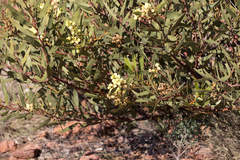 Acacia notabilis