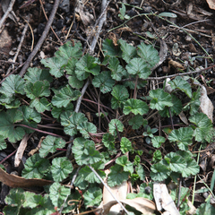 Pelargonium inodorum