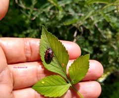 Calligrapha multipustulata