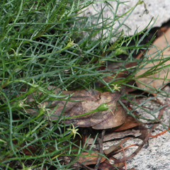 Lithotoma axillaris