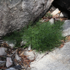Lithotoma axillaris