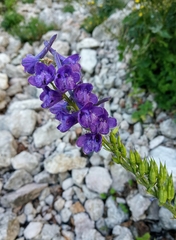 Delphinium fissum