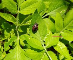 Calligrapha multipustulata