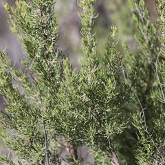 Prostanthera teretifolia
