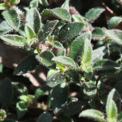 Opercularia hispida
