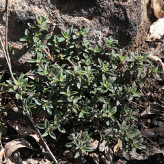 Opercularia hispida