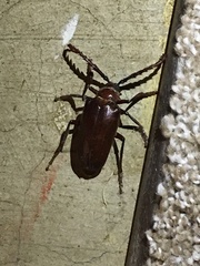 Prionus californicus