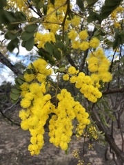 Acacia spectabilis