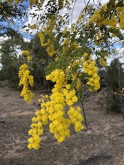 Acacia spectabilis