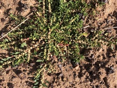 Dysphania glomulifera