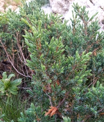 Juniperus communis hemisphaerica