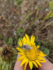 Melissodes pallidisignatus