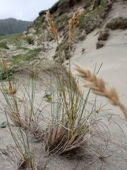 Poa macrantha