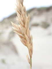 Poa macrantha