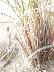 Poa macrantha