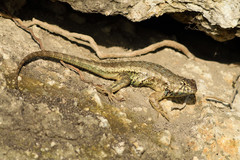 Sceloporus horridus