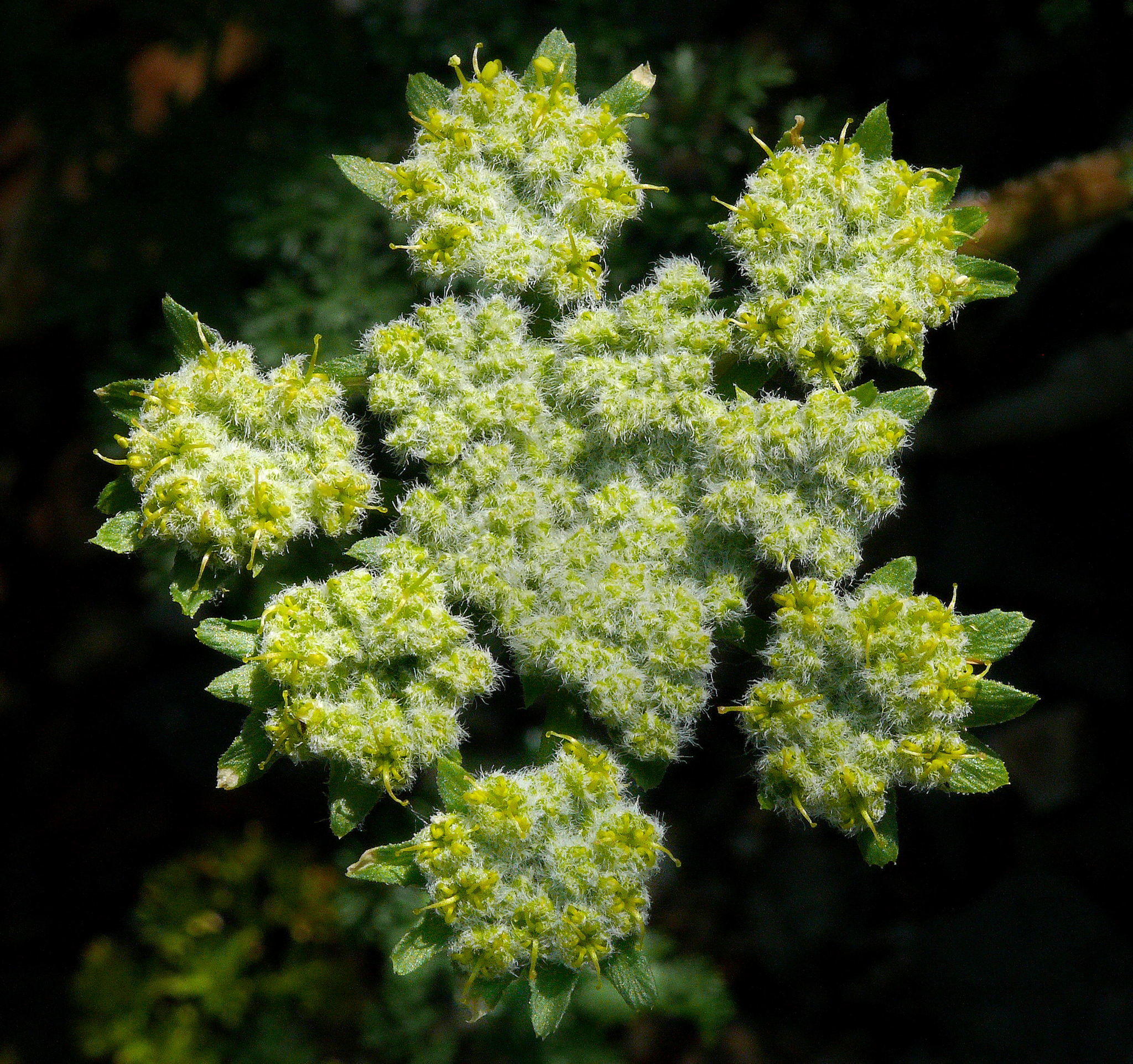 Lomatium