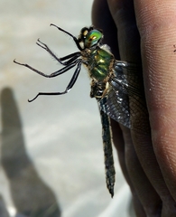 Somatochlora alpestris