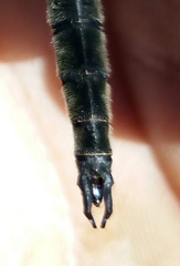 Somatochlora alpestris