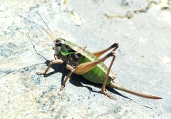 Anonconotus pusillus