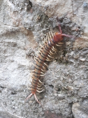 Scolopendra polymorpha