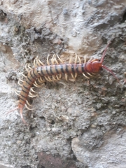Scolopendra polymorpha