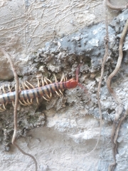 Scolopendra polymorpha