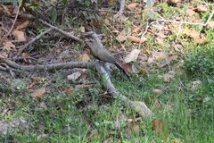 Taccocua leschenaultii