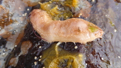 Eupentacta quinquesemita