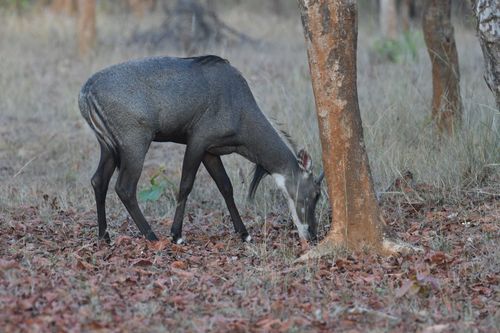 Nilgai