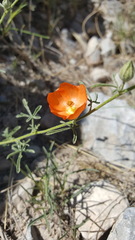 Sphaeralcea digitata